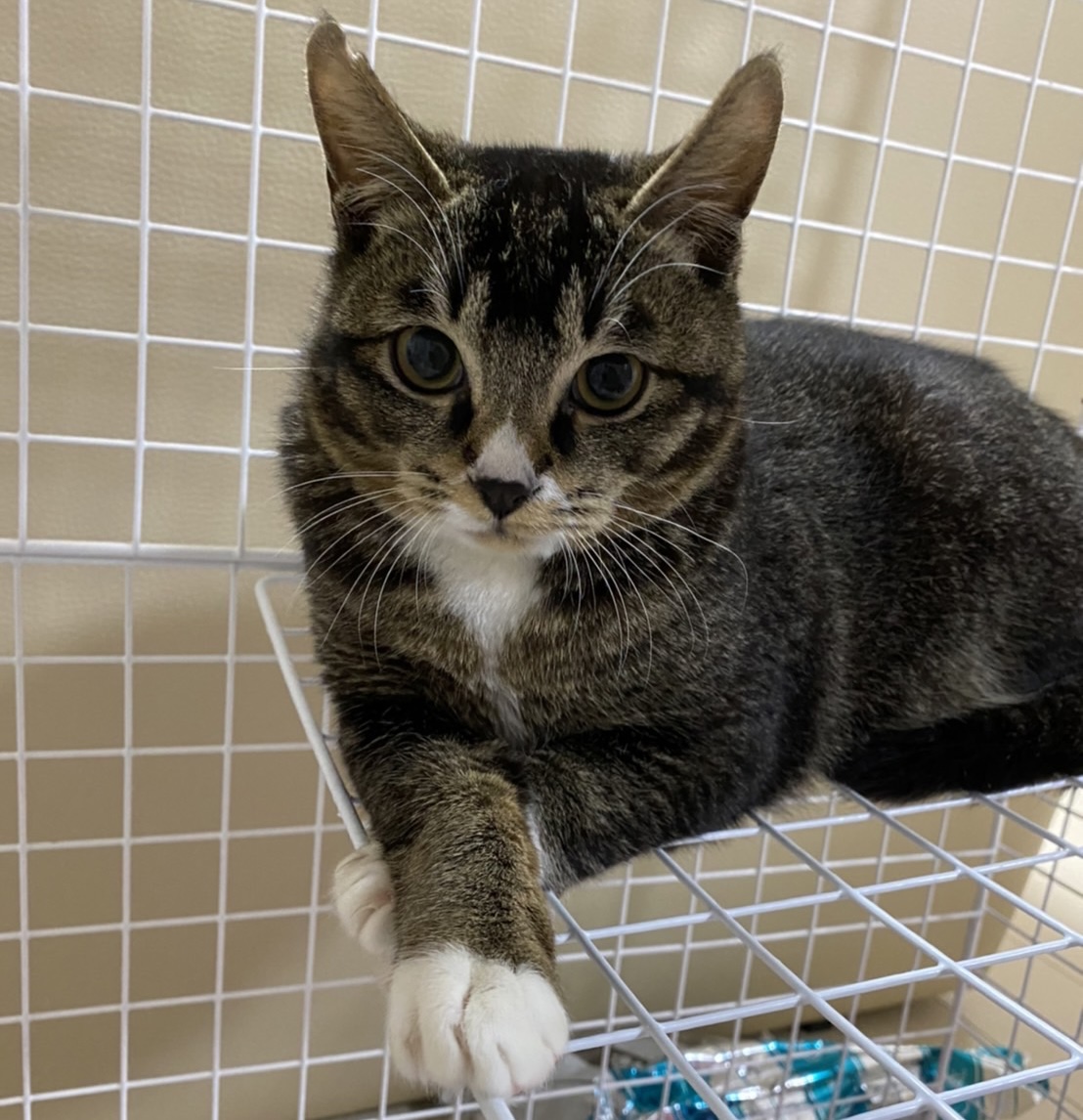 ❁⃘ ずず里親決定 ❁⃘