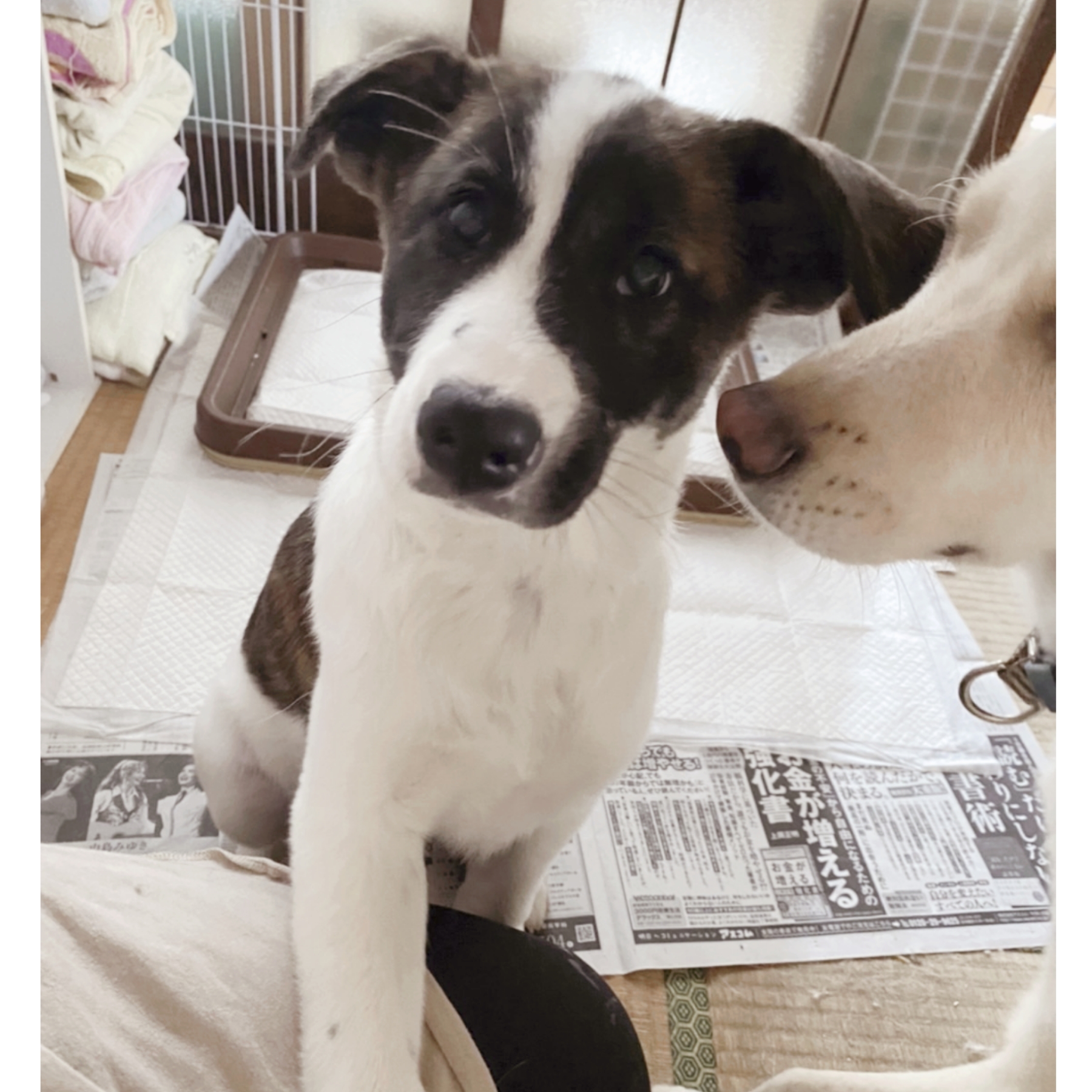 生後約4か月のスイくん(男の子)