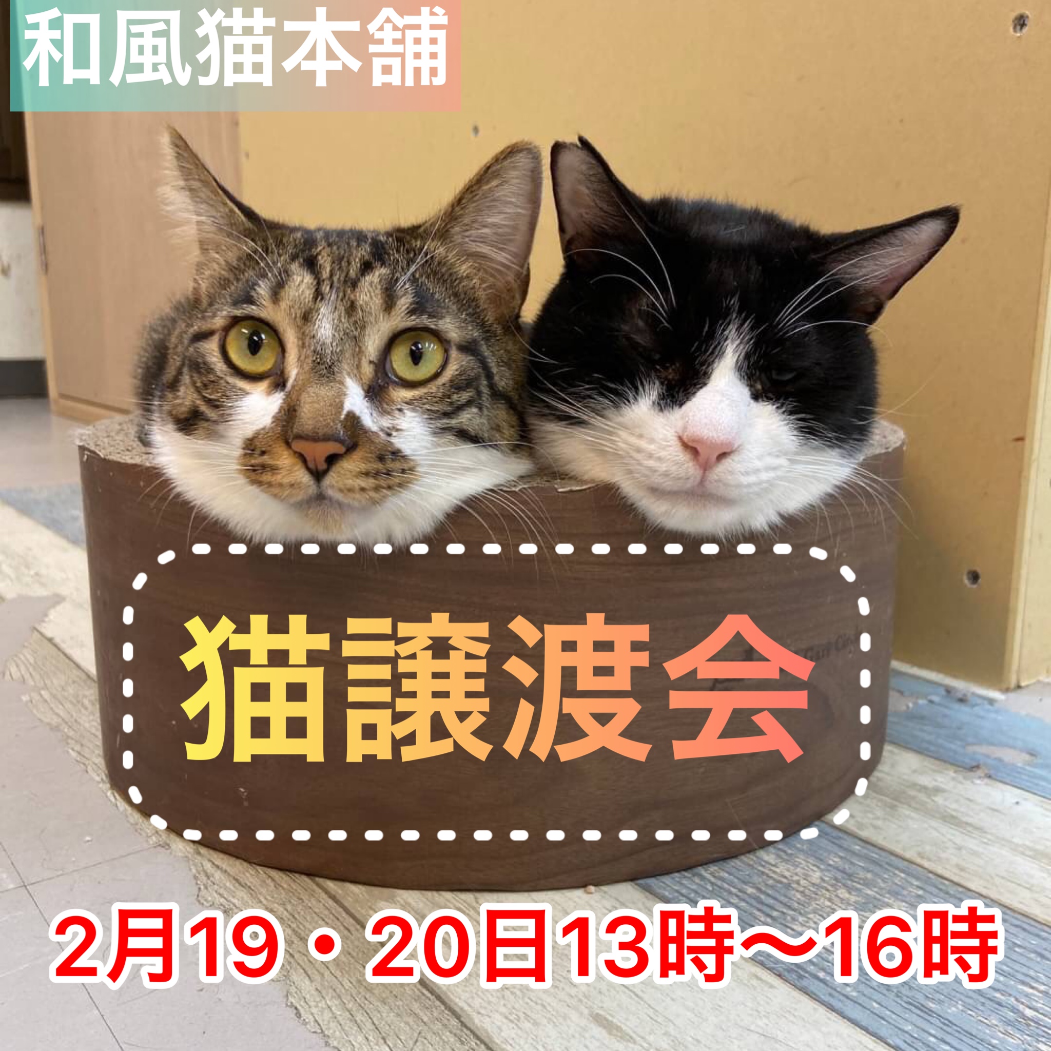 保護猫ふれあい譲渡会開催🐾60ニャン参加予定‼︎