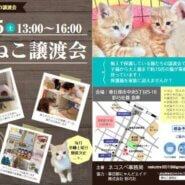 【春日部市】３/５（日）春ねこ譲渡会
