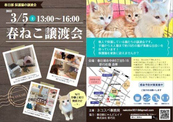 【春日部市】３/５（日）春ねこ譲渡会