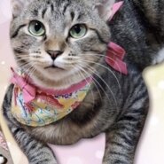 とてもキュートなキジトラの寿安ちゃん！