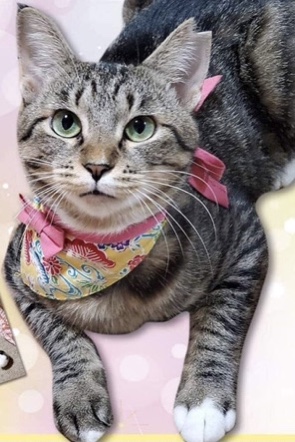 とてもキュートなキジトラの寿安ちゃん！