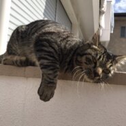 保護猫甘えん坊な男の子