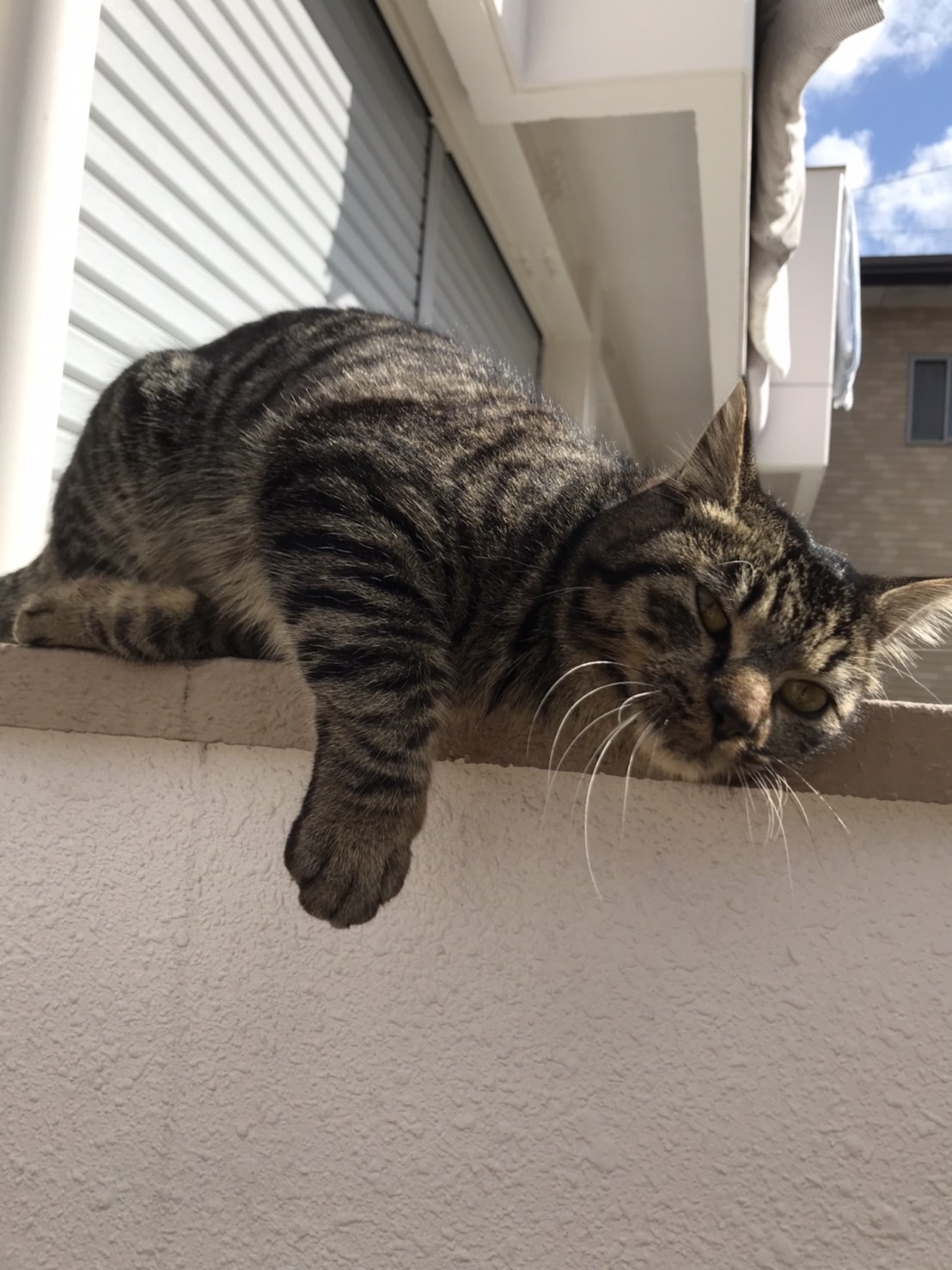 保護猫甘えん坊な男の子