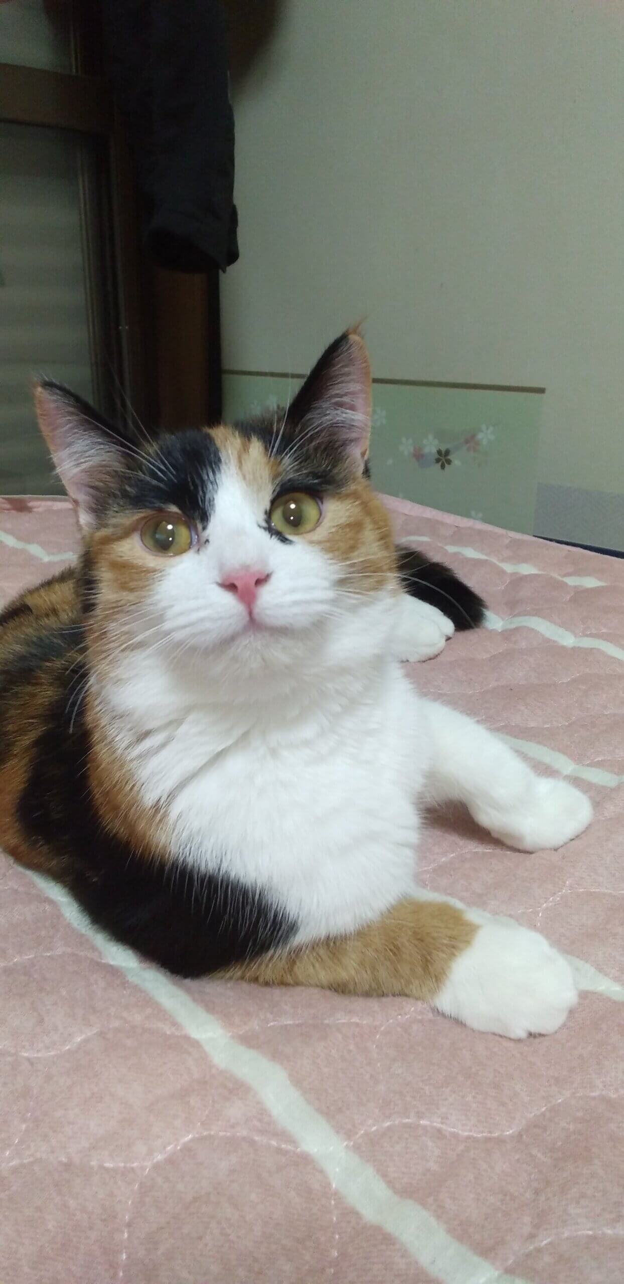 生後7ヶ月の子猫の里親を探しています。