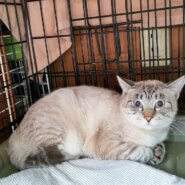 人気のシャム猫：ネネ