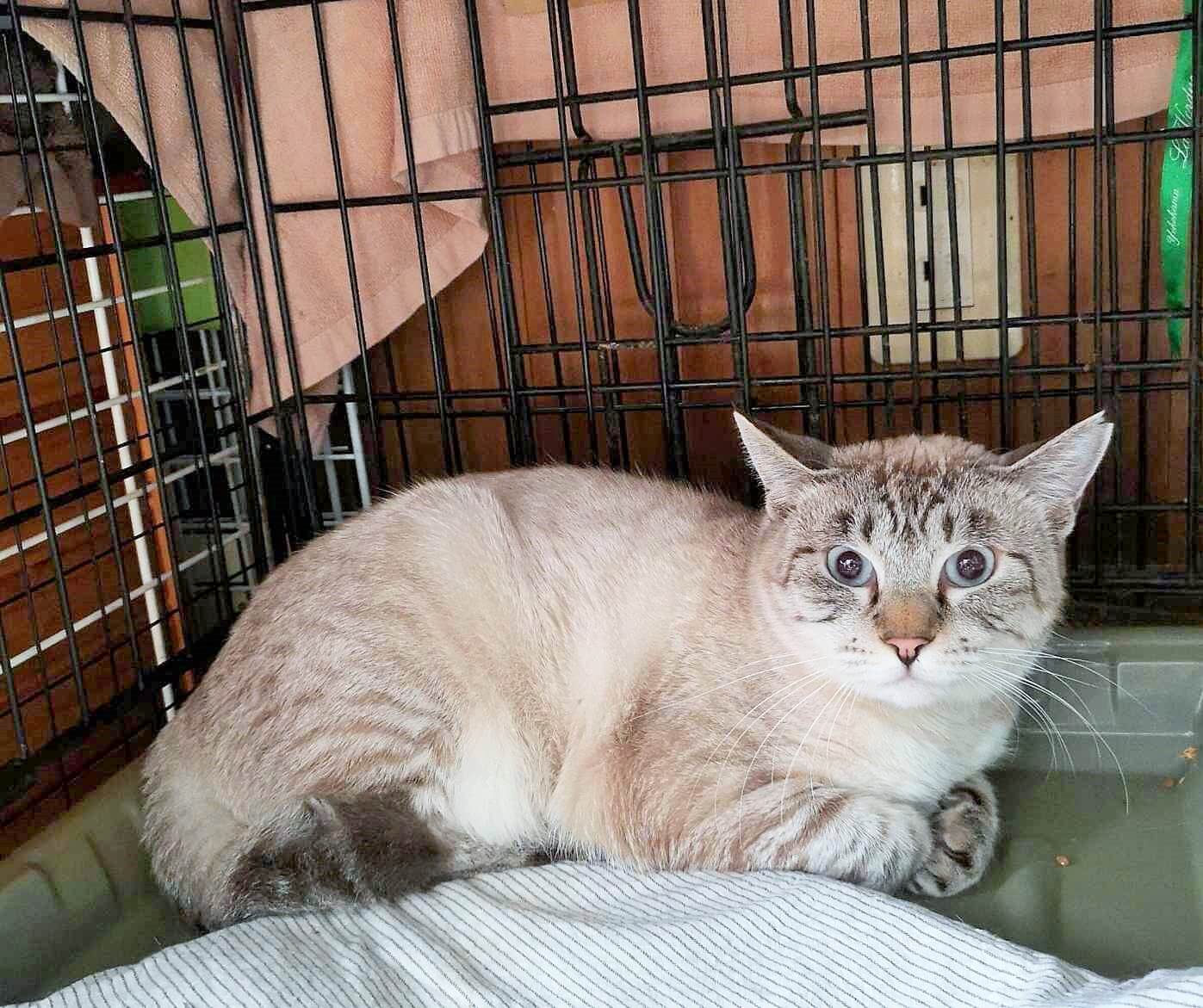 人気のシャム猫：ネネ