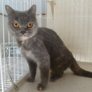 繁殖を終えたブリティッシュショートヘアの女の子です。