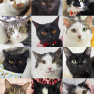 11匹のねこねこ譲渡会／愛知県みよし市