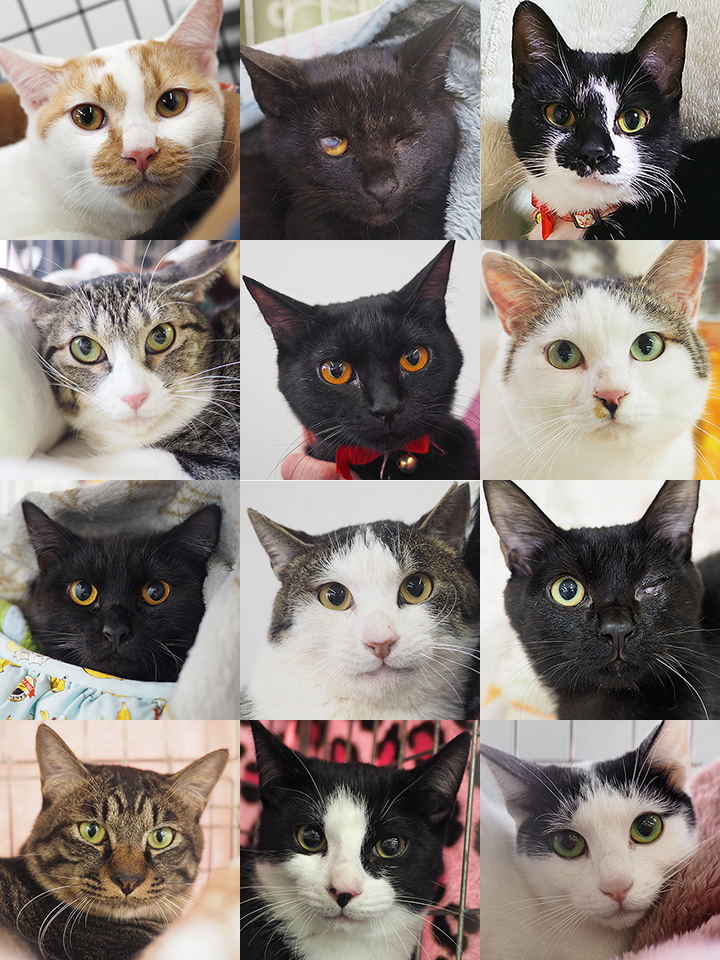 11匹のねこねこ譲渡会／愛知県みよし市
