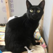 【保護猫】かん推定1歳♂️黒猫