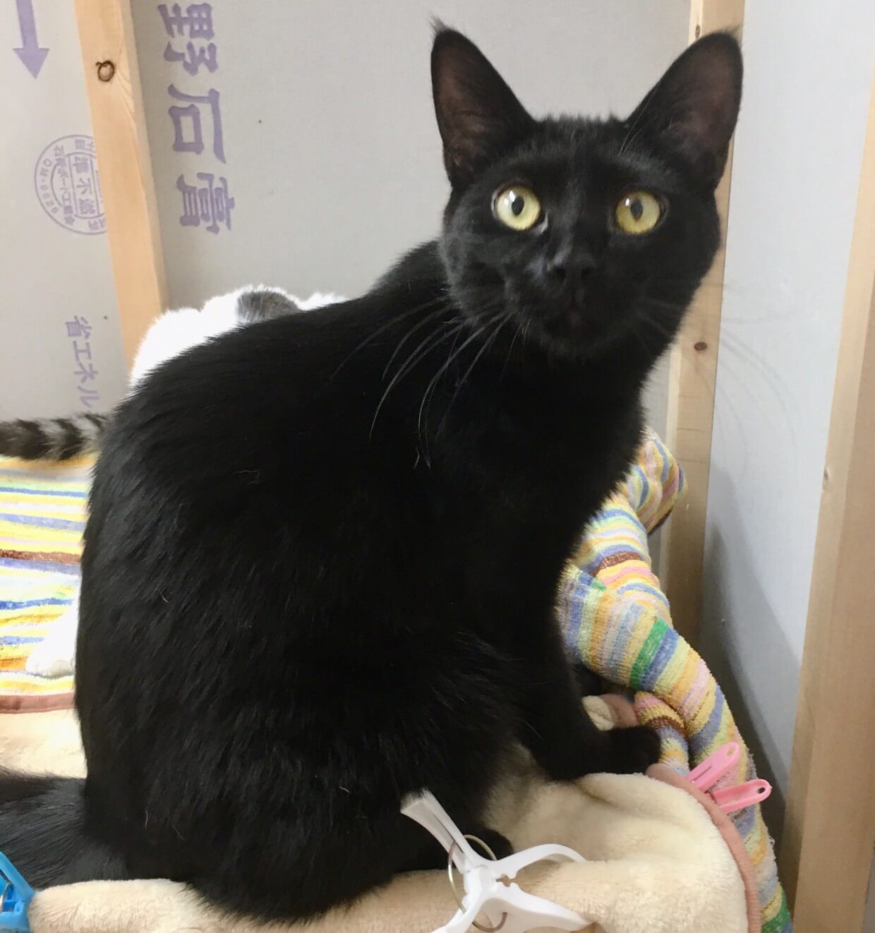 【保護猫】かん推定1歳♂️黒猫