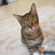 【保護猫】ライ推定1歳♂キジトラ