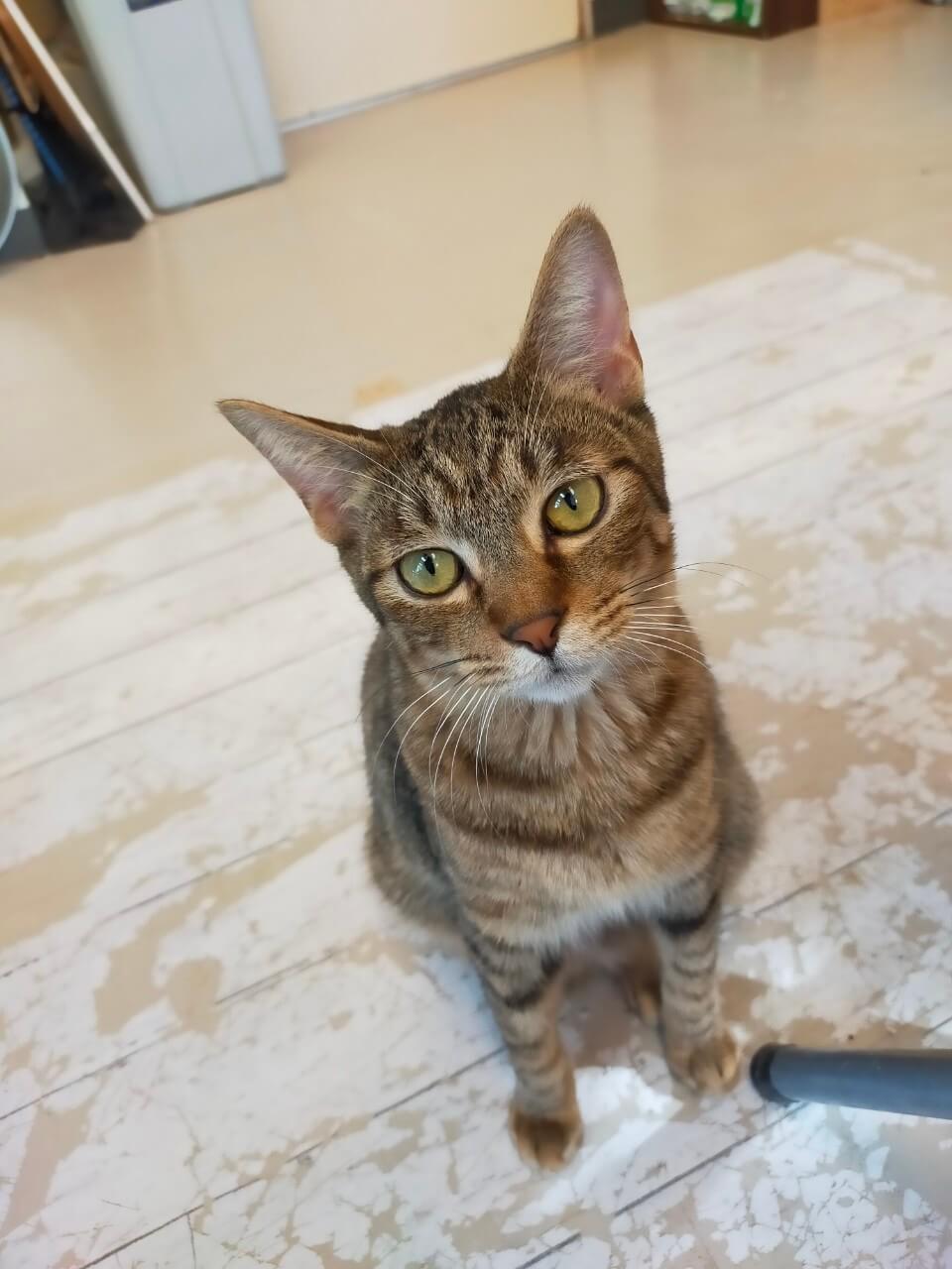 【保護猫】ライ推定1歳♂キジトラ