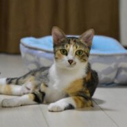 一歳の三毛ねこさん