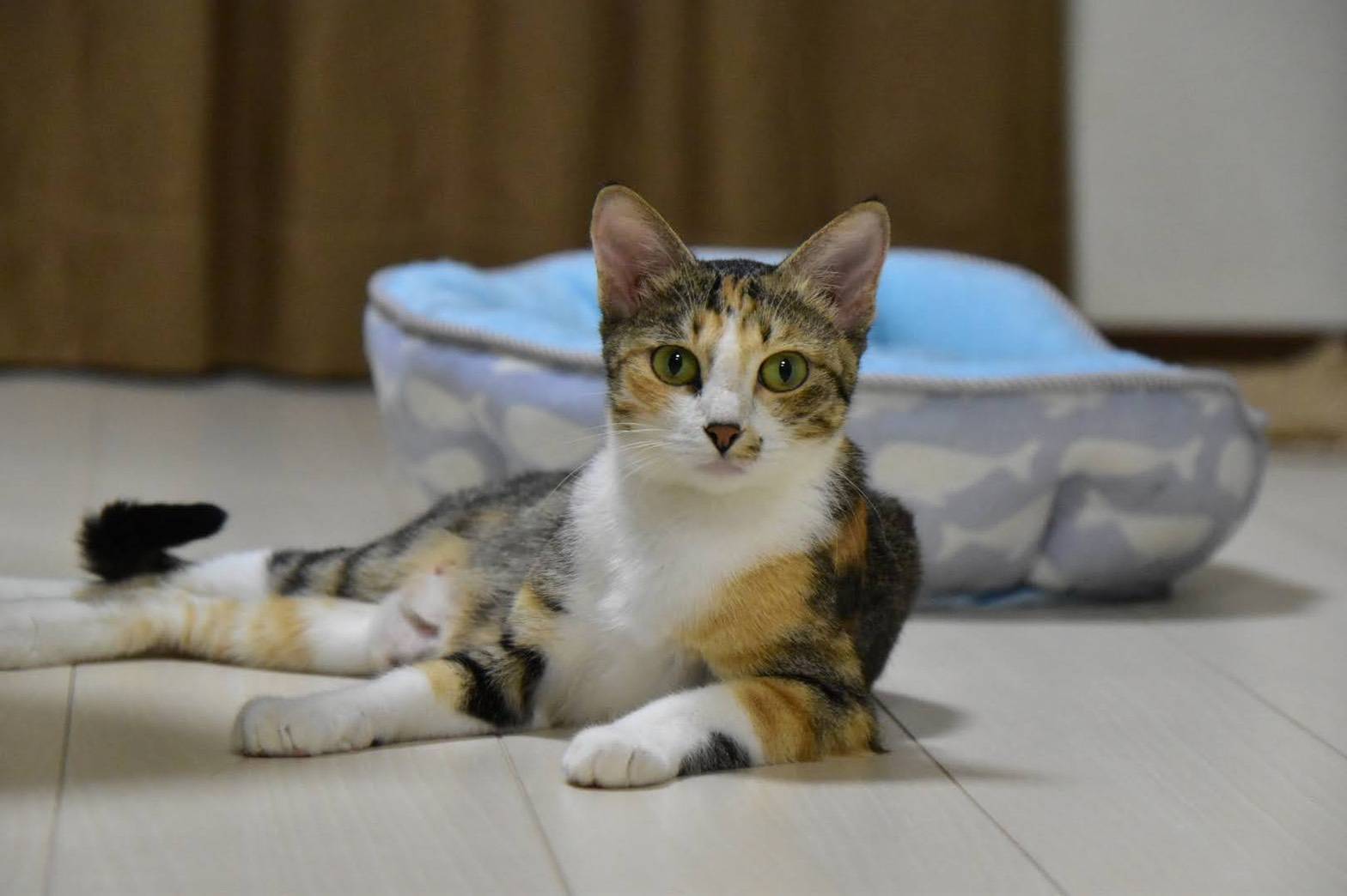 一歳の三毛ねこさん