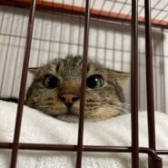 明るめキジトラ柄の可愛い男の子