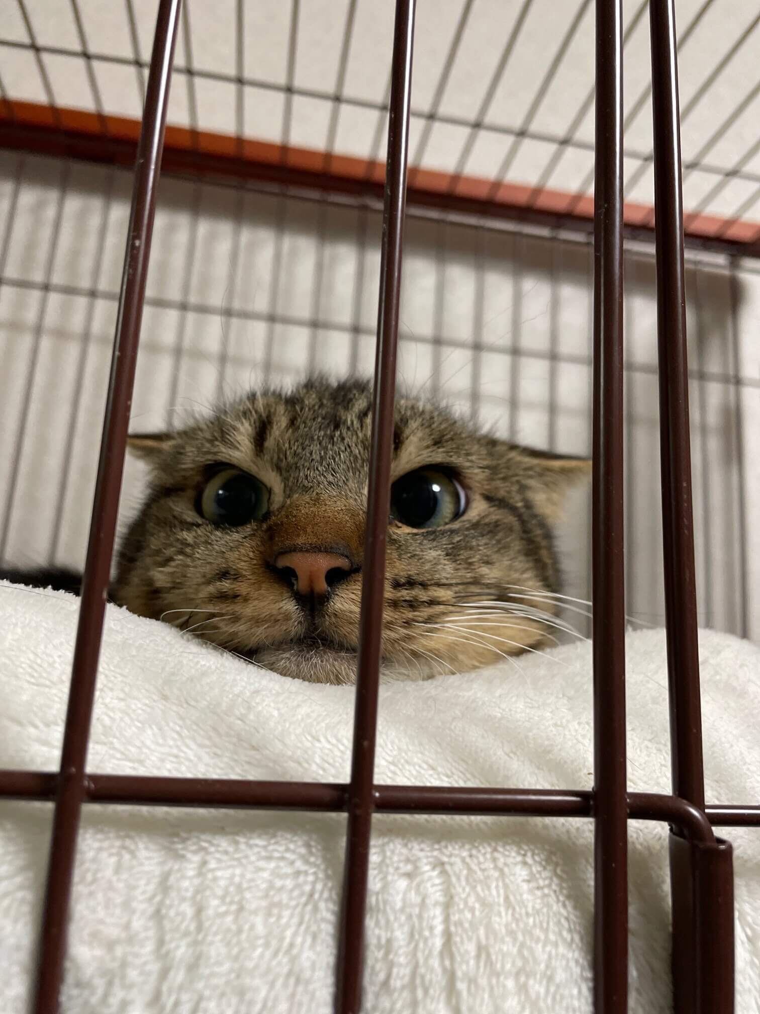 明るめキジトラ柄の可愛い男の子