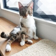 ※おうち決定※おしゃべりで甘えん坊の男の子