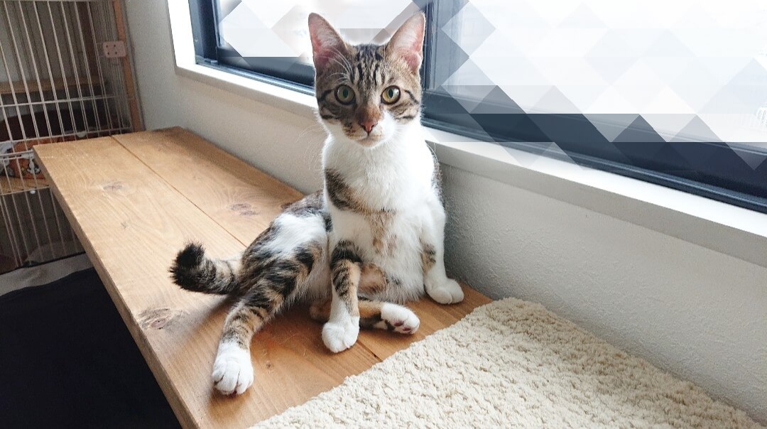 ※おうち決定※おしゃべりで甘えん坊の男の子