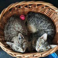 仲良し兄弟子猫(シャムミックス＆サバトラ)