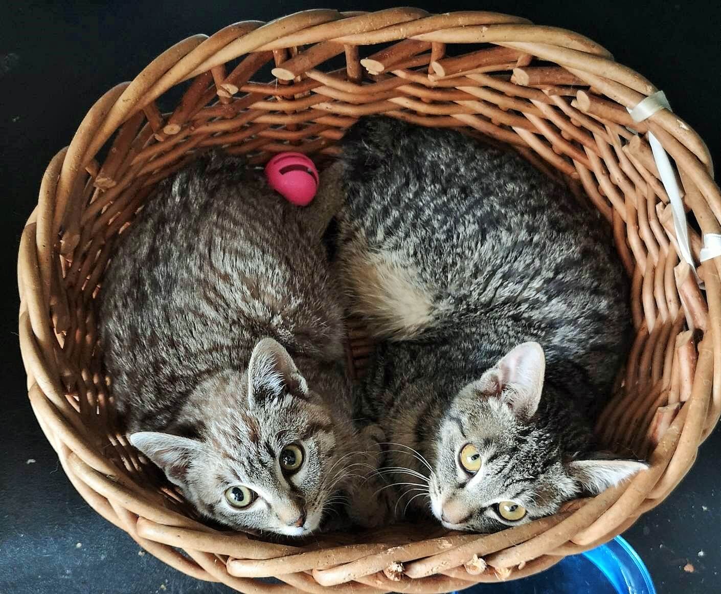 仲良し兄弟子猫(シャムミックス＆サバトラ)