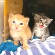 in小牧☆保護猫の譲渡会2022年4月2日(土)～ちーむ にゃいんず