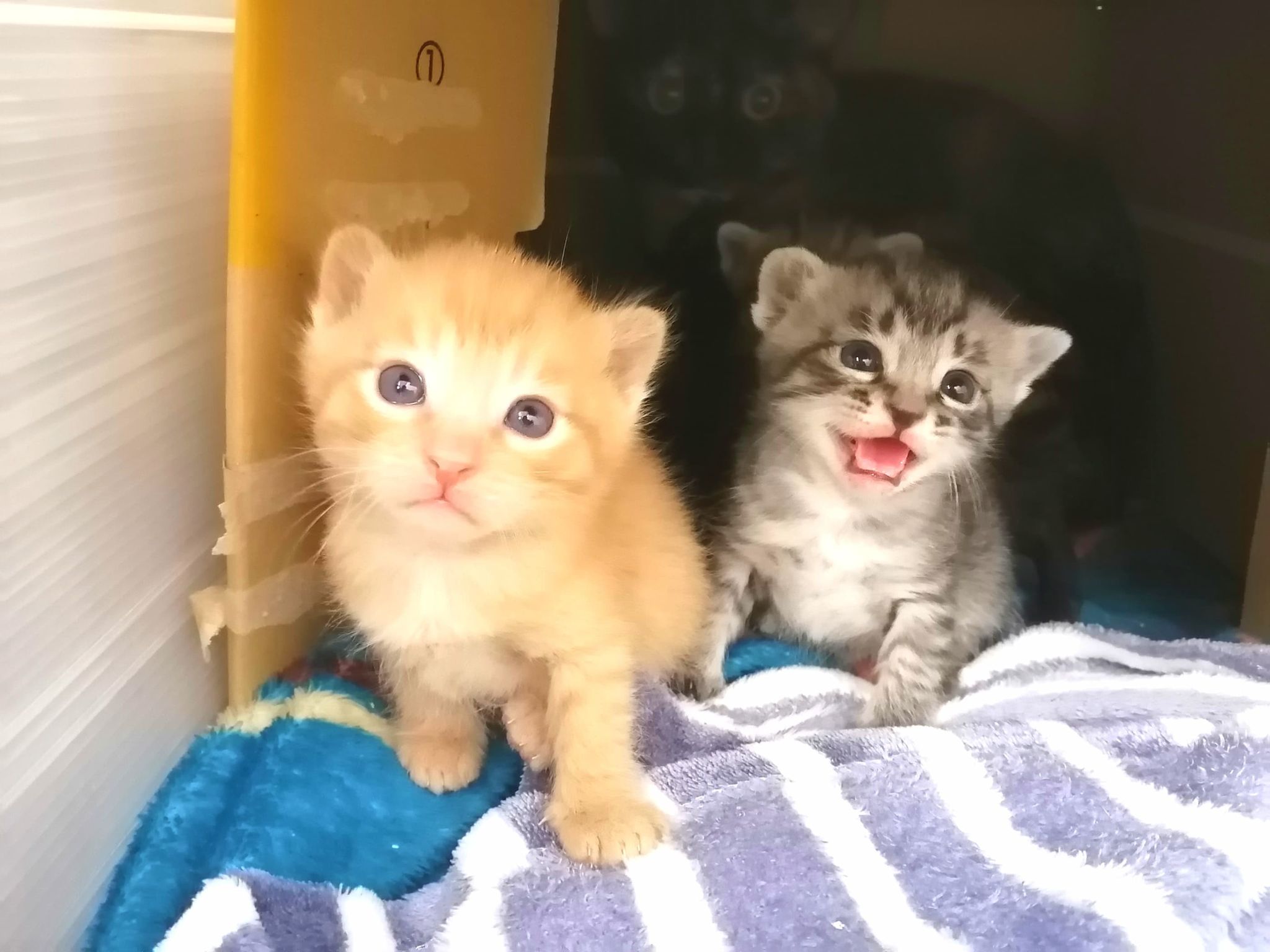 in小牧☆保護猫の譲渡会2022年4月2日(土)～ちーむ にゃいんず