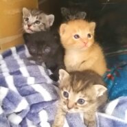 in瀬戸☆保護猫の譲渡会2022年4月2日(土)～ちーむ にゃいんず