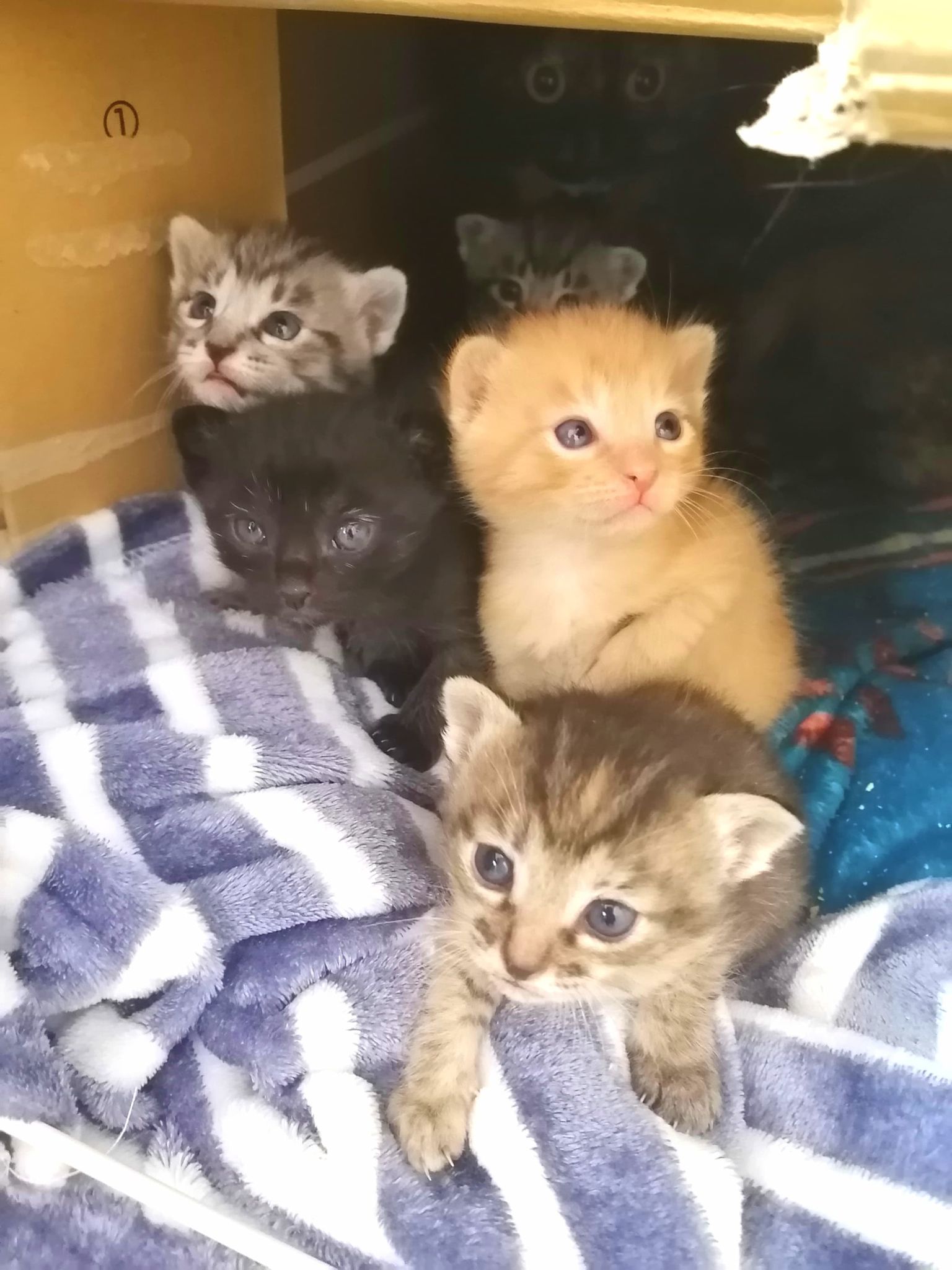 in瀬戸☆保護猫の譲渡会2022年4月2日(土)～ちーむ にゃいんず