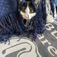 生後6ヶ月の子猫（女の子）