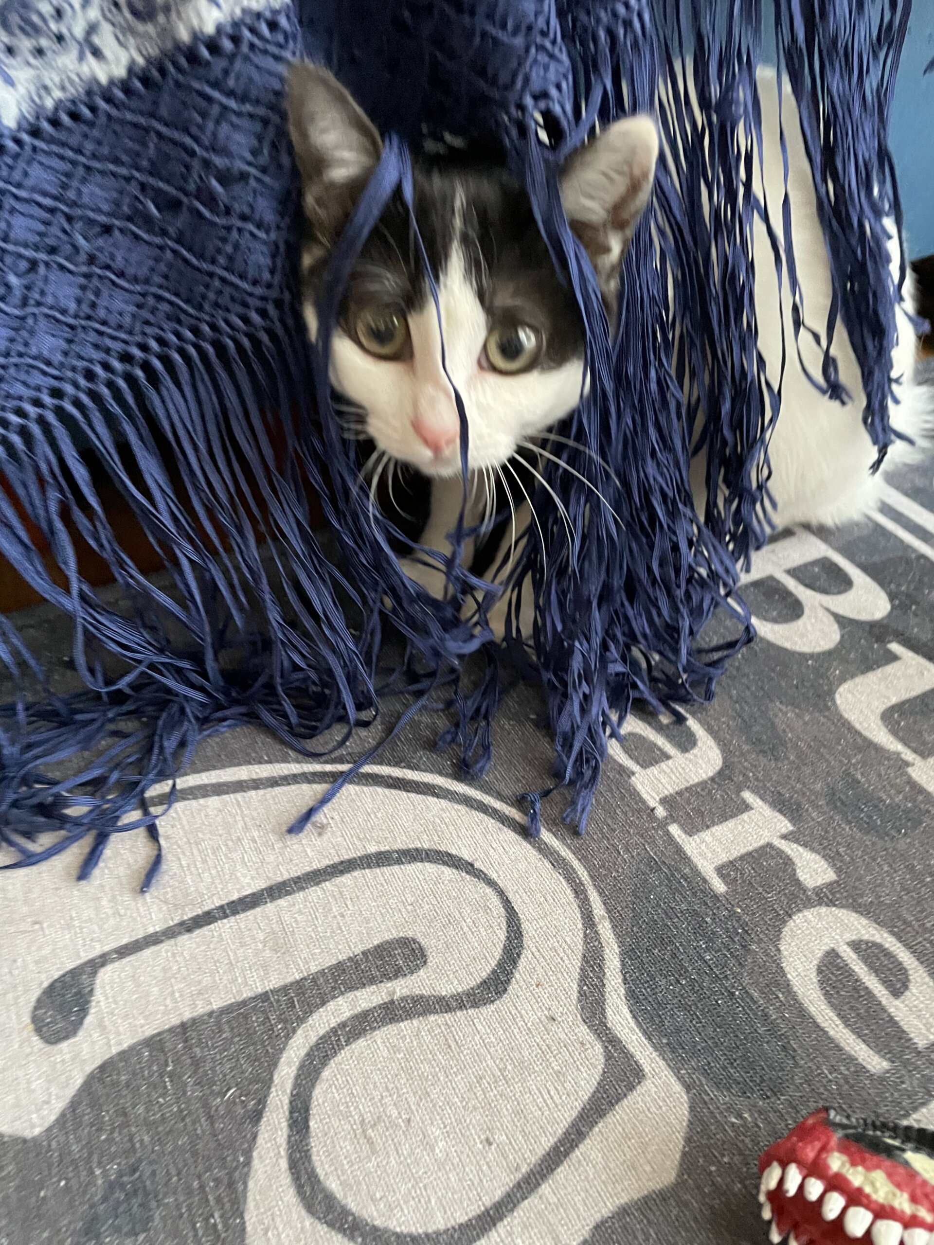 生後6ヶ月の子猫（女の子）