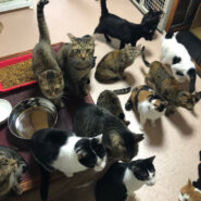 ボランティアさん募集