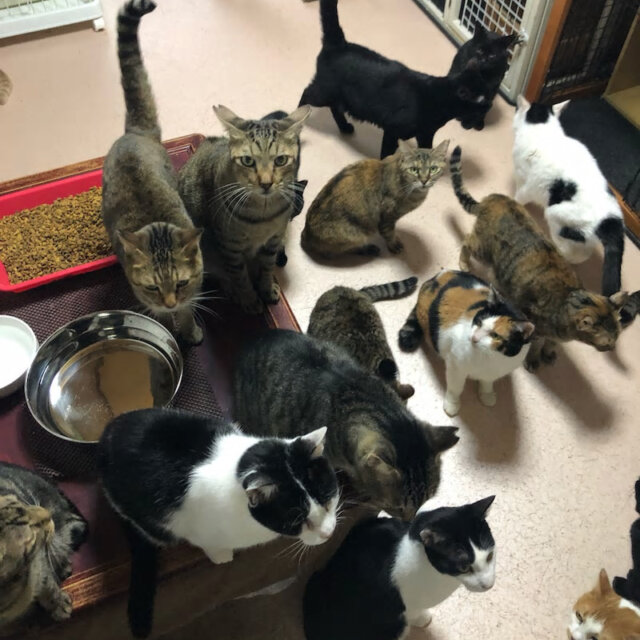 ボランティアさん募集