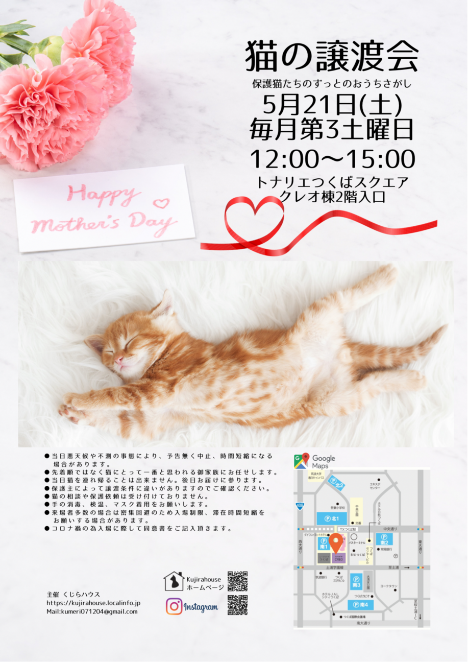 猫の譲渡会