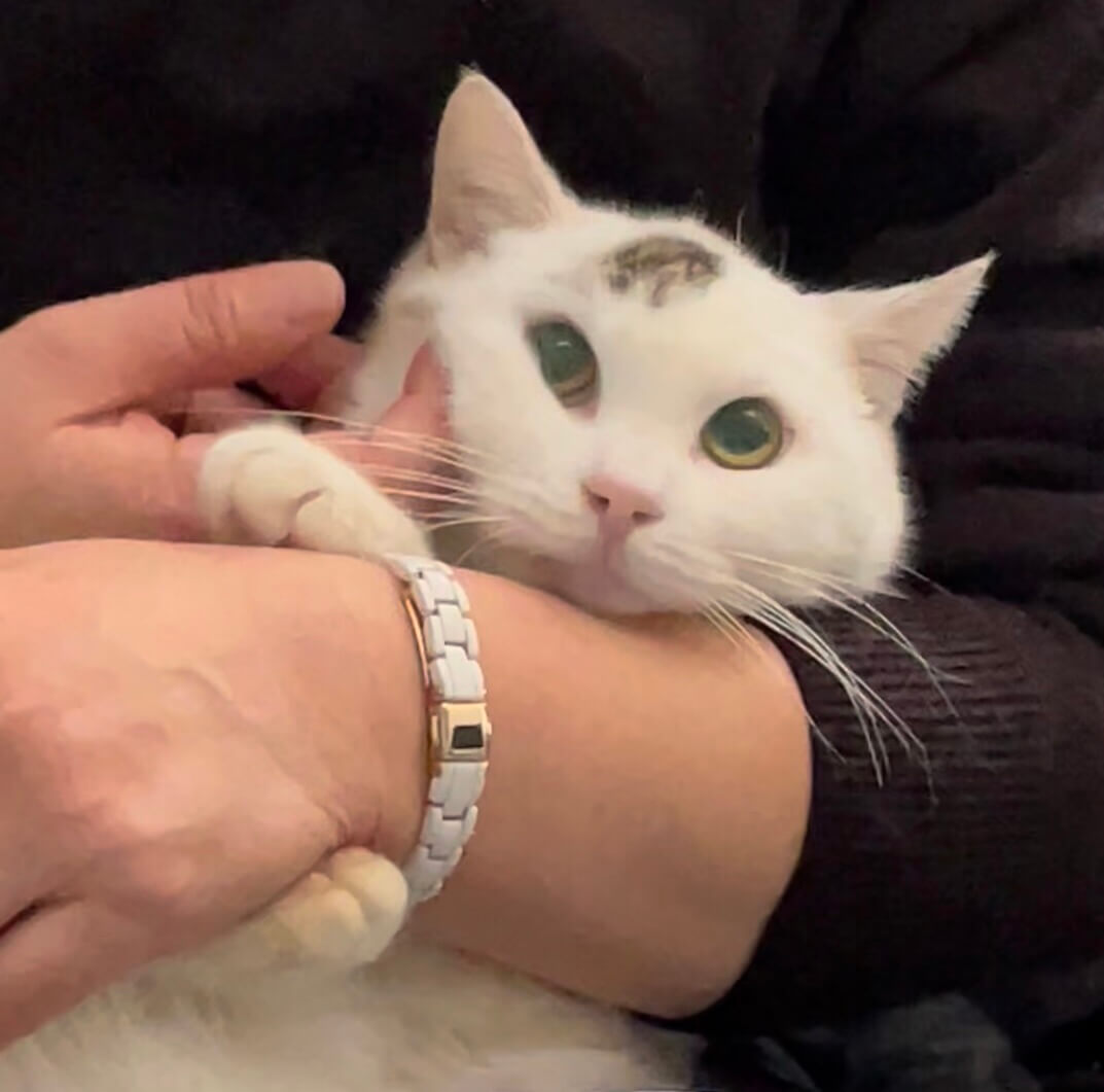 髪型と尻尾がキジの可愛い白猫ちゃん！