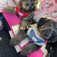 【募集停止】12月4日生まれの柴犬×トイプードルのMIX犬