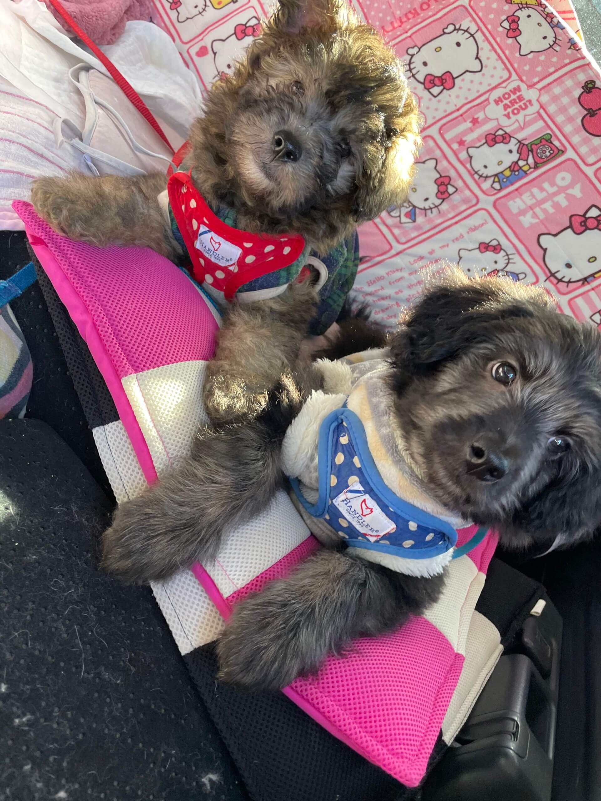 【募集停止】12月4日生まれの柴犬×トイプードルのMIX犬