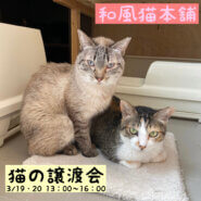 【千葉県船橋市】和風猫本舗ふれあい譲渡会