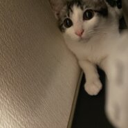 生後6ヶ月の子猫（男の子）