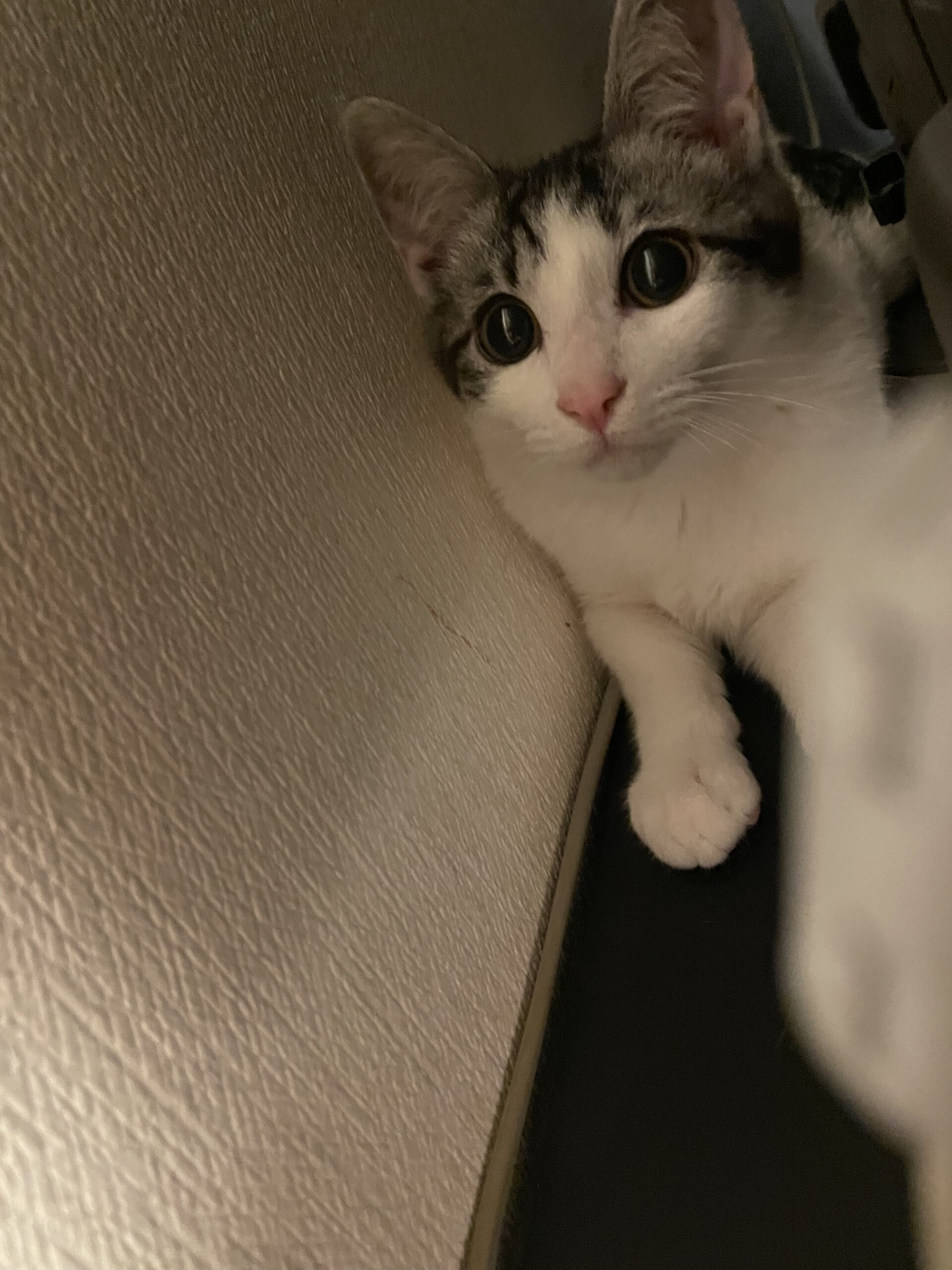 生後6ヶ月の子猫（男の子）