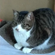 まったりおじさん顔のトロちゃん推定3歳～5歳男の子