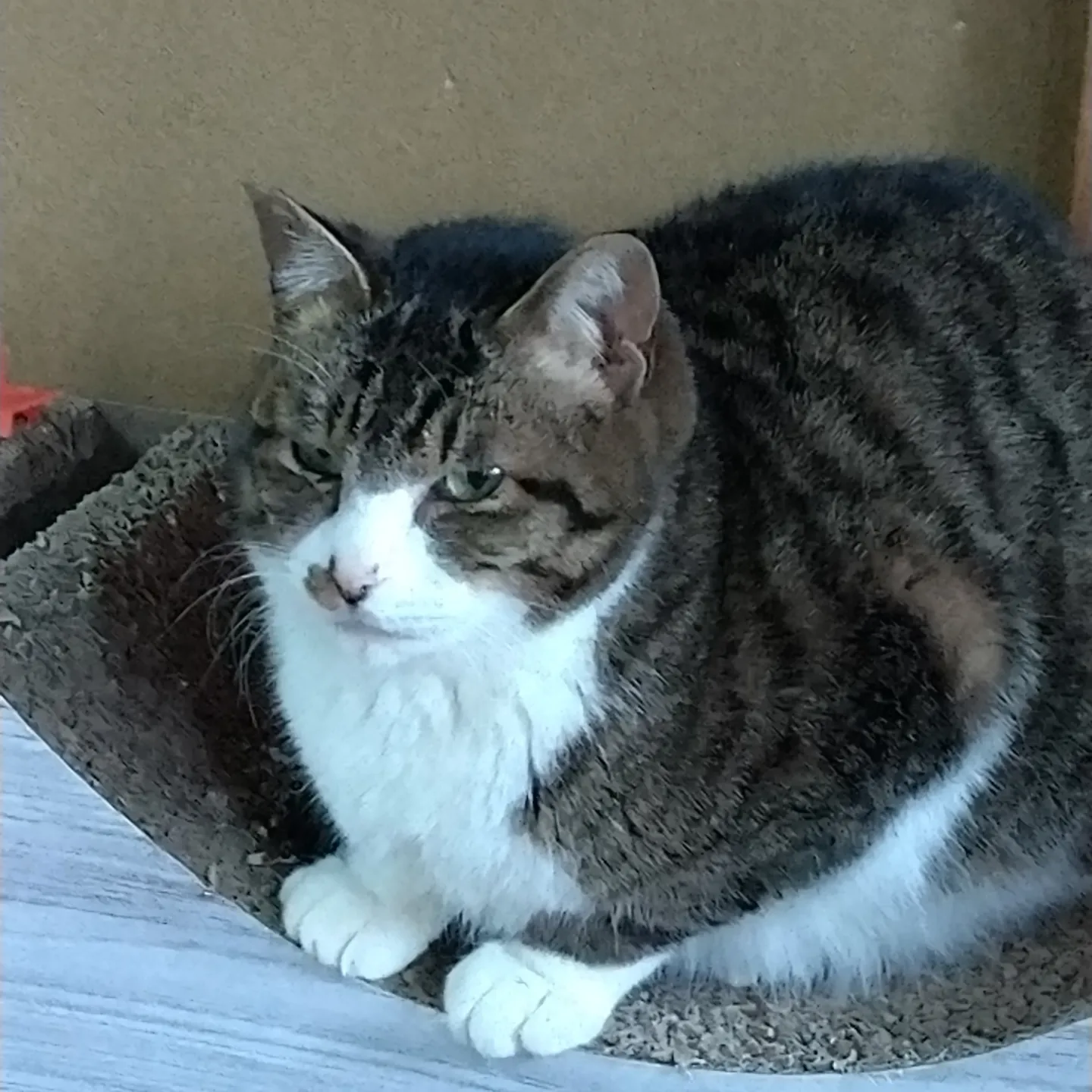 まったりおじさん顔のトロちゃん推定3歳～5歳男の子