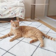 ※おうち決定※とってもビビりな茶トラくん