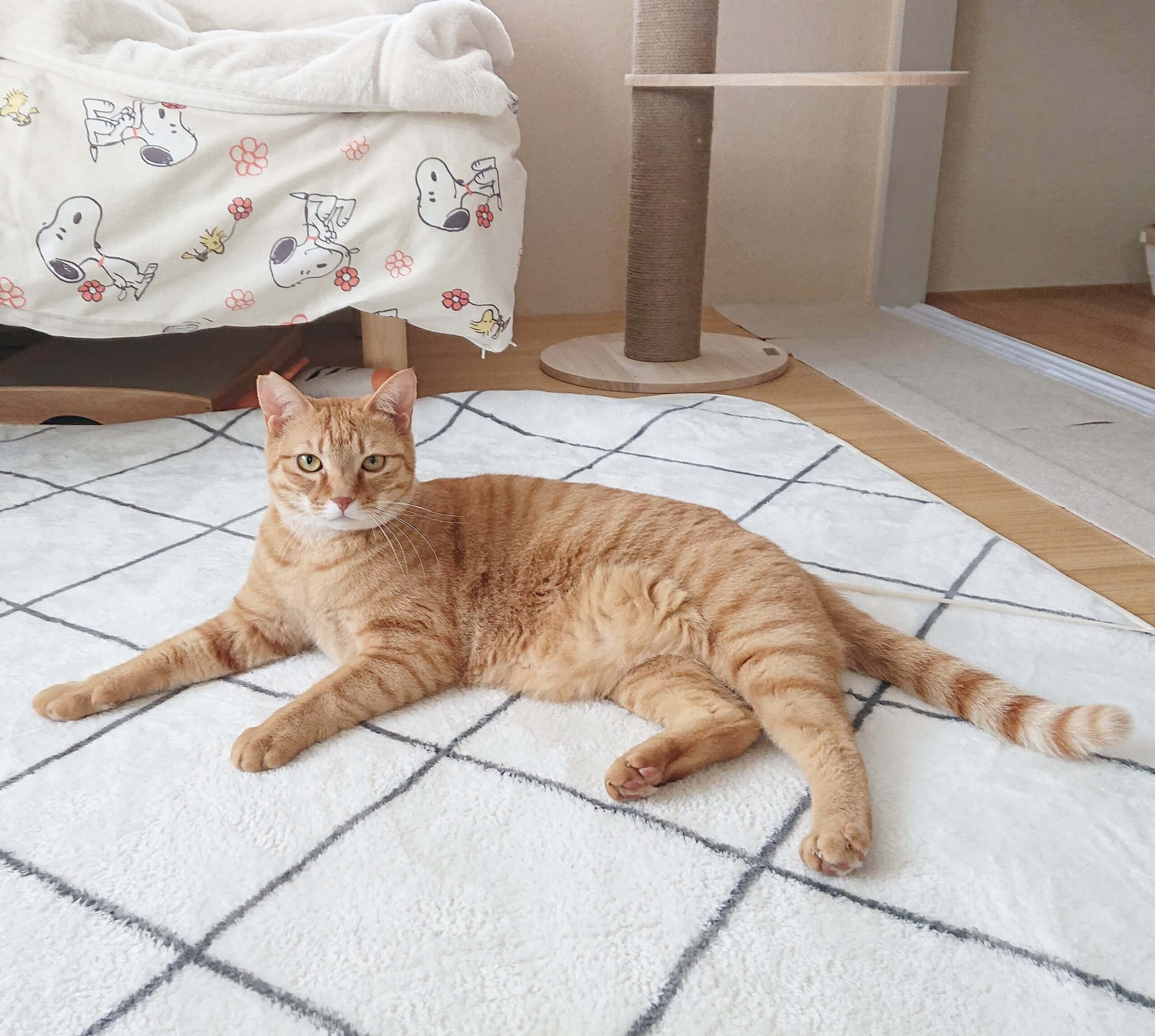 ※おうち決定※とってもビビりな茶トラくん