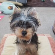 生後6ヶ月の女の子のヨーキー