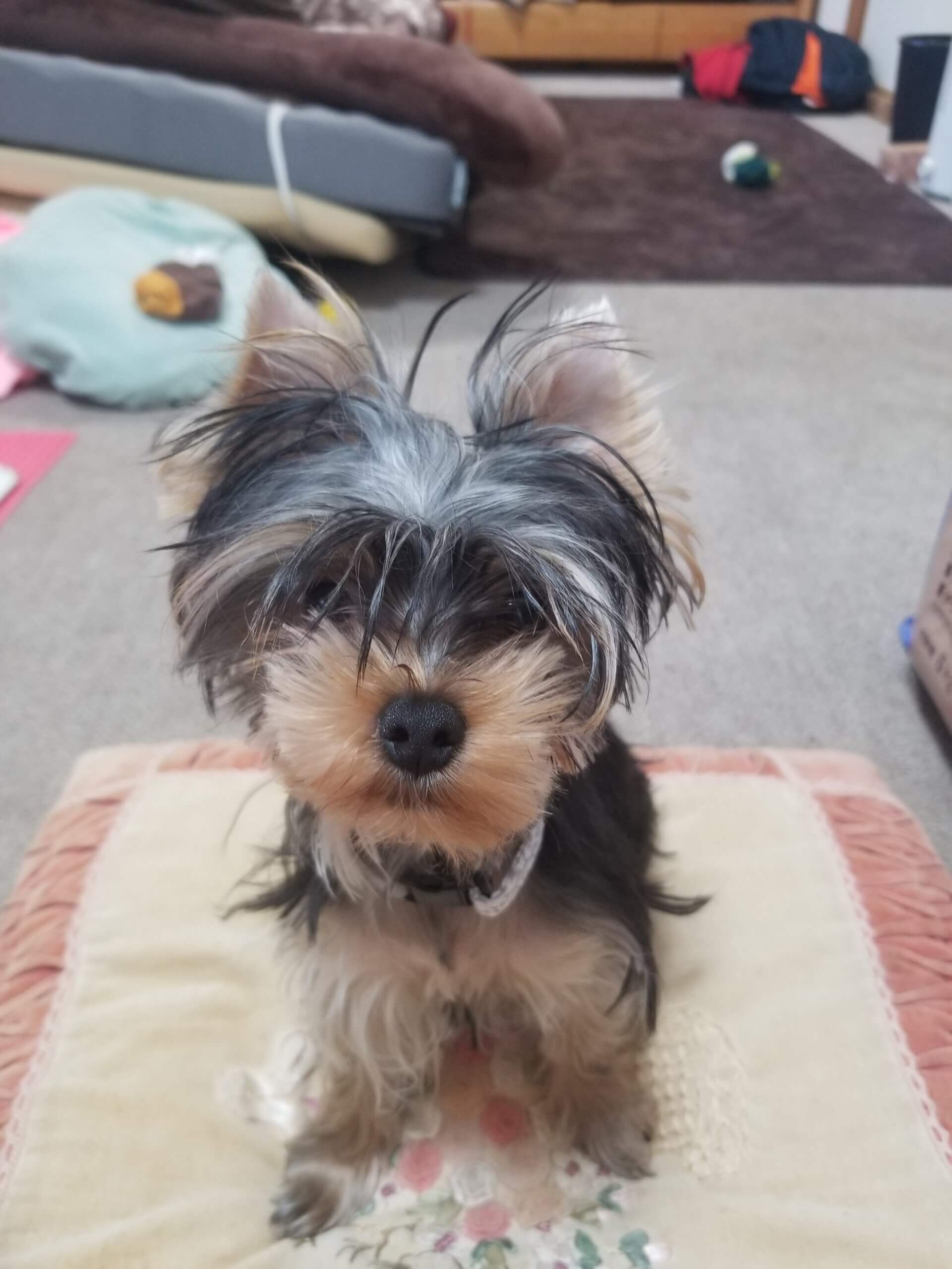 生後6ヶ月の女の子のヨーキー