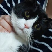 一歳２か月の白黒ハチワレ猫(男の子)