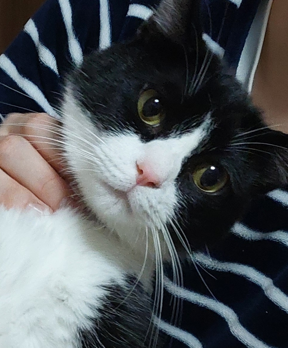 一歳２か月の白黒ハチワレ猫(男の子)